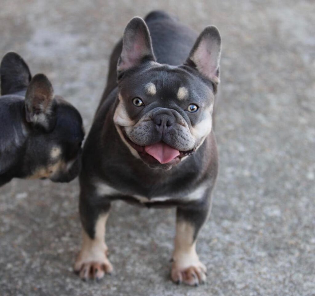 Breeder of Fluffy, Tan and Isabella French Bulldogs for sale in United States Ms Lady