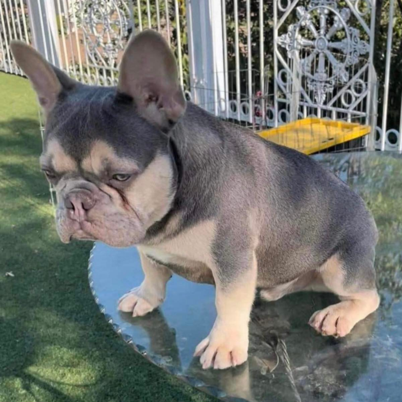 Cash X Tommy -  - Image of the sire Tommy - Tan, Fluffy, Isabella French bulldog puppies for sale - contact 662-574-2661 for more info