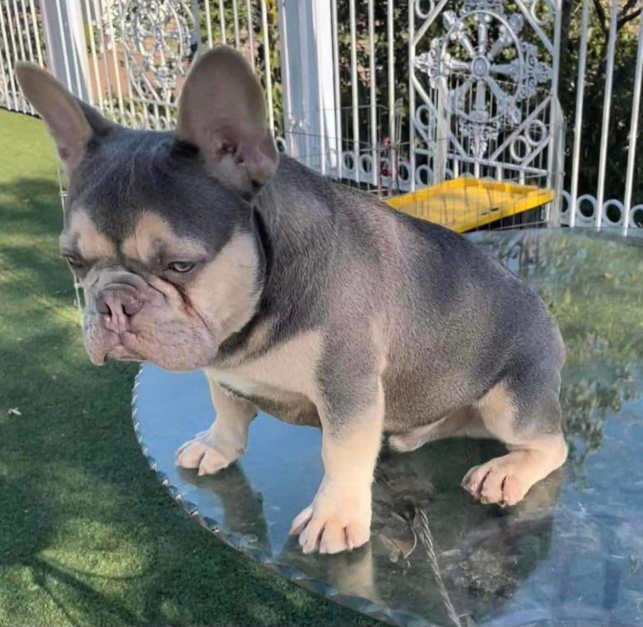 Chyna x Tommy -  - Image of the sire Tommy - Tan, Fluffy, Isabella French bulldog puppies for sale - contact 662-574-2661 for more info