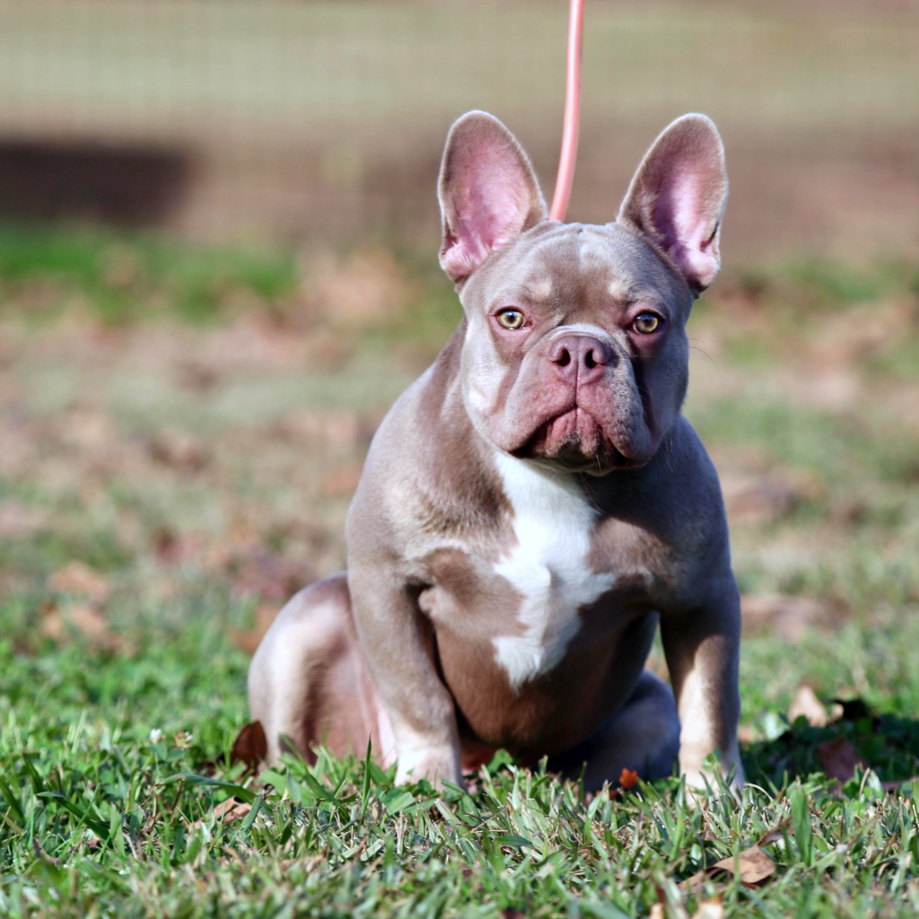 Breeder of Fluffy, Tan and Isabella French Bulldogs for sale in United States Mr Crypto