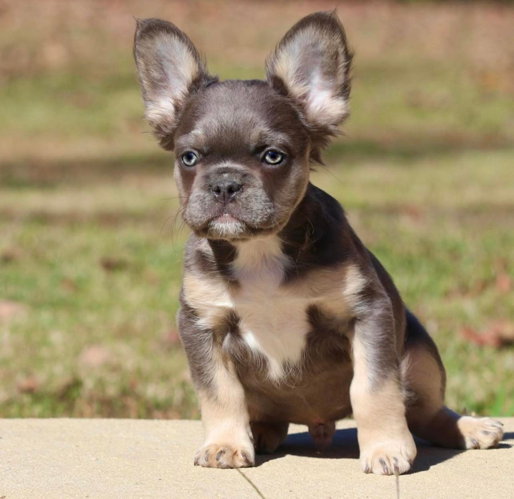 Breeder of Fluffy, Tan and Isabella French Bulldogs for sale in United States Mr Scrappy
