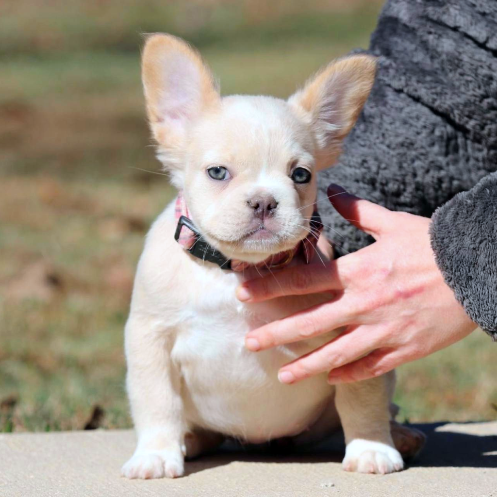 Breeder of Fluffy, Tan and Isabella French Bulldogs for sale in United States Ms Candy