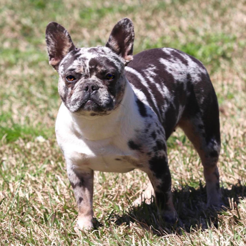 Cash X Tommy- - Image of the dam Ms Cash - Tan, Fluffy, Isabella French bulldog puppies for sale - contact 662-574-2661 for more info