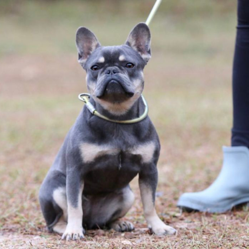 Breeder of Fluffy, Tan and Isabella French Bulldogs for sale in United States Ms Chyna