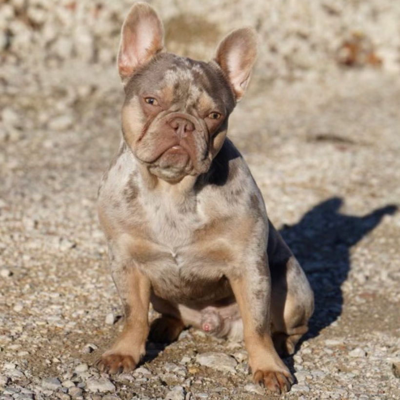 Snoop Dog – Breeder of French Bulldogs, blue, chocolate, lilac, blue ...