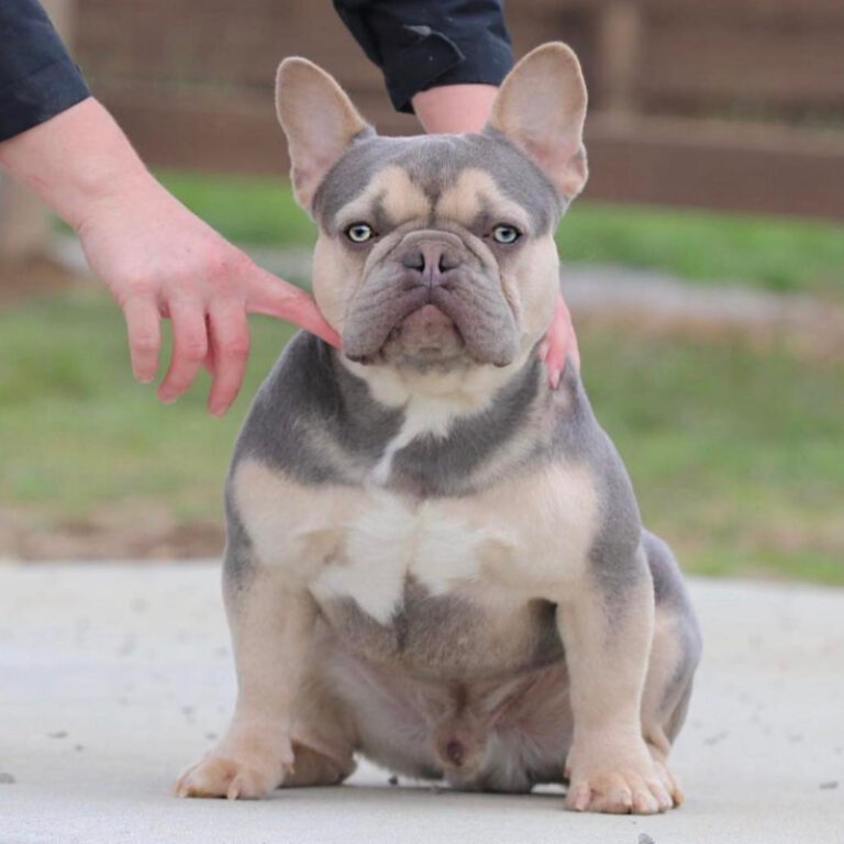 Tommy the french bulldog stud